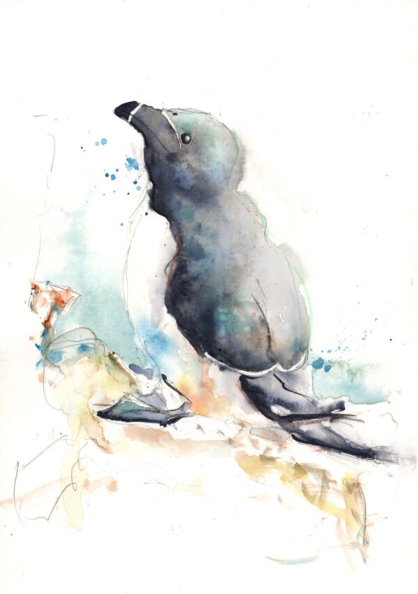 Razorbill - original ink and watercolour