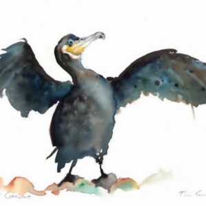 Great Cormorant Fine Art Print Tim Gomersall